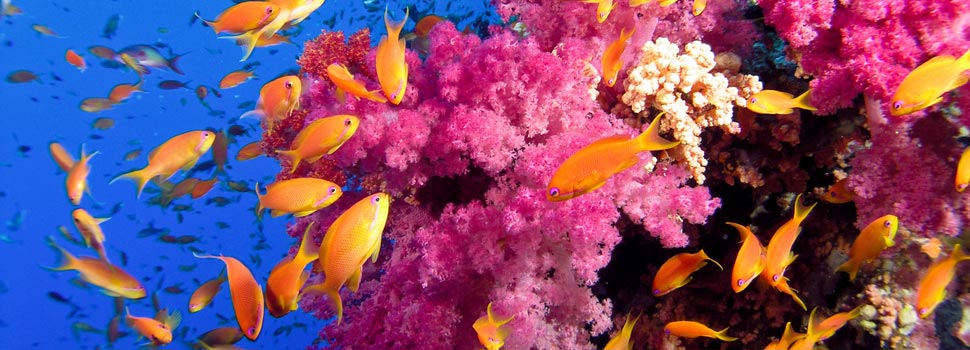Récif de corail Ile Maurice