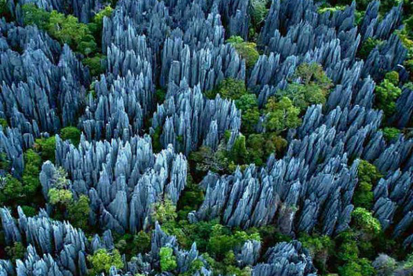Madagascar rock forest